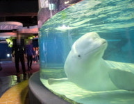 롯데월드 아쿠아리움서 ‘흰돌고래’ 벨루가 폐사