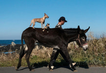 [포토에세이] 제주 월정해변에 ‘브레멘 음악대’가 떴다?