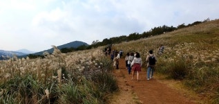 [최현태 기자의 여행홀릭] 가을의 속삭임... 갈대밭 갈까 억새 보러 갈까