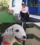 상자에 담겨 아파트서 버려져 베를링 테리어 유기사건 전말 (동물농장)