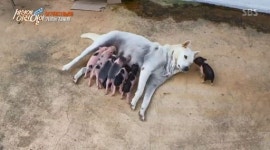 새끼 돼지 8마리에 젖 물리는 개 ‘복실이’(순간포착 세상에 이런 일이)