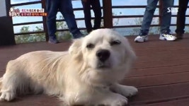 포토존 안내부터 맛집 소개까지 죽도의 가이드견 밍키(동물농장)