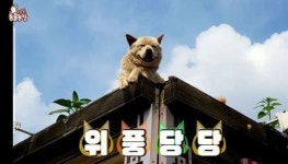 난간 위에서 내려오지 않는 개 칸초 제기동 명물됐다 (동물농장)