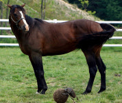 “멸종위기종 소똥구리, 말똥으로 키운다”