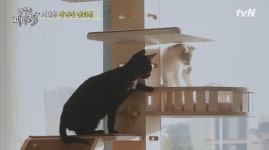 냐옹은 페이크다 논란 끝에 고양이 반환 입양 절차 문제