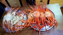 겨울식객 유혹하는 울진 대게 맛보셨나요 [최현태 기자의 여행홀릭]