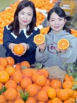농협하나로마트, 청견 오렌지 첫 선보여