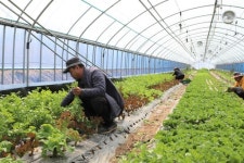 “인건비는 커녕 비닐하우스 난방비도 못 건질 판”