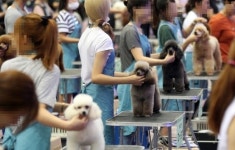 “농장·위탁견 불법 동원한 애견 미용시험…인형으로 대체해야”