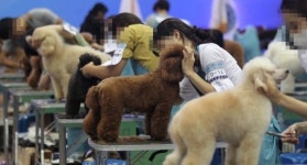 “농장·위탁견 불법 동원한 애견 미용시험…인형으로 대체해야”