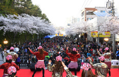 코로나19에도 울산은 벚꽃축제..야간 조명 설치도