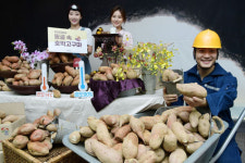 영덕 산속 동굴서 석달 열흘 숙성한 호박고구마