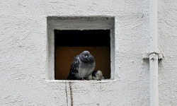 [포토에세이] 회색 건물 환풍구 속 비둘기 집