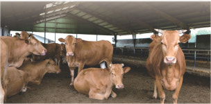 온실가스 17% 축산업서 배출… ‘대체육’으로 환경오염 줄인다 [연중기획 - 지구의 미래]