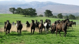 제주 초원 달리는 승용마