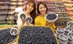 “김해 블루베리 식감·당도 끝내줘요”
