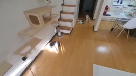 TV보도→해명글→녹취록공개→해명방송…갑수목장 동물학대 ‘진실게임’