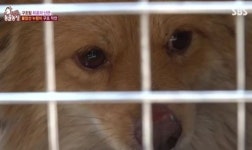 ‘동물농장’ 불암산 누렁이, 2년간 고생 끝내고 무사히 구조…무슨 사연?