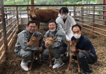‘수정란 이식 성공’ 안동 축산농가, 한우 세쌍둥이 출산