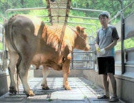 역대 최대 슈퍼한우 출하 경북 영주 황태락 농가