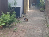 관악구서 처참한 고양이 사체 잇단 발견…“동물학대범, 실효성 있는 처벌을”