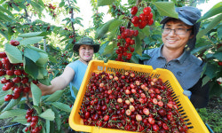 “새콤달콤 체리, 영양도 풍부”