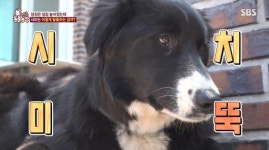 ‘동물농장’ 탈주견 서리, 2m 담장도 소용없어.. 자꾸 나가는 사연 알고 보니 ‘감동’