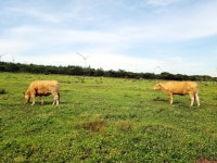 농협-현대백화점, 농·축협과 함께하는 동행 세일