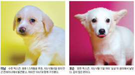 세상에 버려져도 괜찮은 개는 없다 [밀착취재]