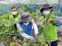 농협, 경기도청과 함께 주말 맞이 농촌 봉사활동 실시