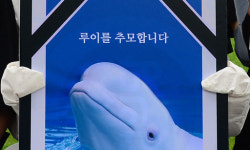 ‘수족관 돌고래 50% 폐사’ 흰고래 ‘벨루가’의 비극…“바다로 보내라” [김기자의 현장+]
