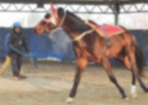 서울경마장 마필관리사 잇따라 숨져…동료들 ‘과로사’ 주장