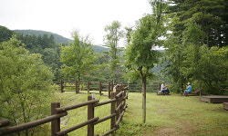 몸과 마음 치유하는 여름 힐링 숲 여행 [최현태 기자의 여행홀릭]