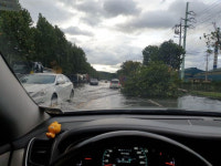 9호 태풍 마이삭 영향… 경북서 정전, 가로수 쓰러짐 등 피해 잇따라