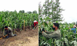 북한 곡창지대에 40년 만에 가장 많은 비… 식량난 심화할 듯”