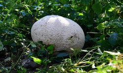 세계적 희귀종 댕구알버섯, 올해도 남원 사과농장서 발견