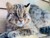 청주동물원, 멸종위기종 삵 인공수정 국내 첫 시도