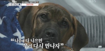 ‘개훌륭’ 강형욱, 발작 증세 도사견 훈련 중단 “치료가 먼저”…이경규도 눈물