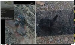 고양이 살해하고 ‘낄낄’… “‘오픈카톡방’ 강력처벌해 주세요”