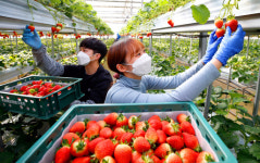 ‘임실 딸기’ 수확 한창