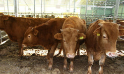 동물 잔인하게 죽이면 3년 이하 징역… 반려동물 유기시에도 벌금형