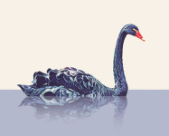 [설왕설래] ‘가짜’ 블랙 스완