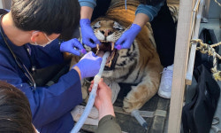 호랑이도 코로나19 검사받았어요“