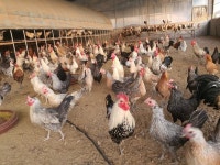 멀쩡한 가금류 ‘떼죽음 막기’ 백신 도입 놓고 농민·정부 ‘격론’ [AI 방역 예방적 살처분 논란]