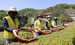 쾌청한 곡우… 아침 쌀쌀, 낮 포근 ‘큰 일교차 주의’