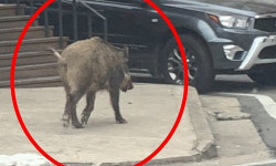 창원서 초등학교 등교시간 멧돼지 출몰…인명 피해는 없어