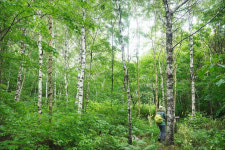 산림청 추천 5월의 명품숲에 경북 봉화군 청옥산 생태경영숲 선정