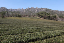 5월 차향기 맡으러 천년고찰에  갑니다 [최현태 기자의 여행홀릭]