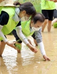 농협 ‘도심 속 전통 손 모내기 행사’ 눈길