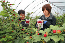 “억수로 실하네”